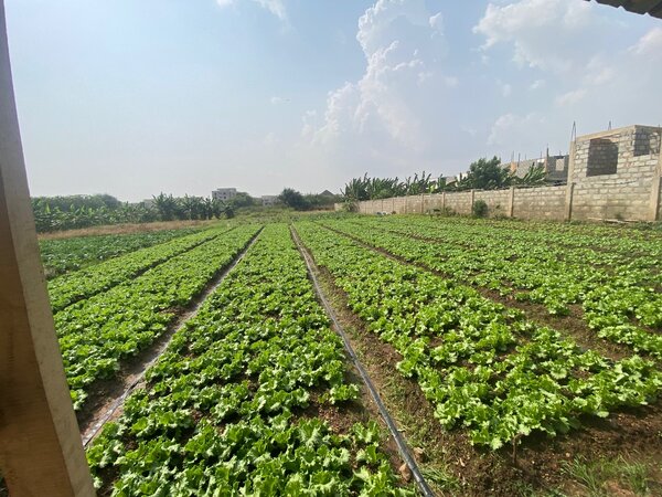 Cabbage,Lettuce,Onions,Cucumber and Bell peppers