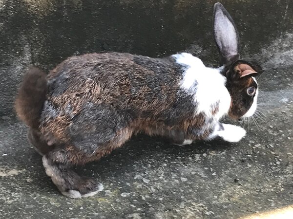 Lapins de compagnie adorables