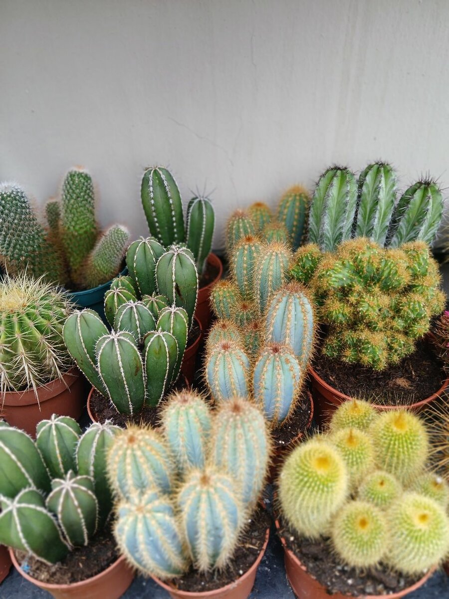 CACTUS
