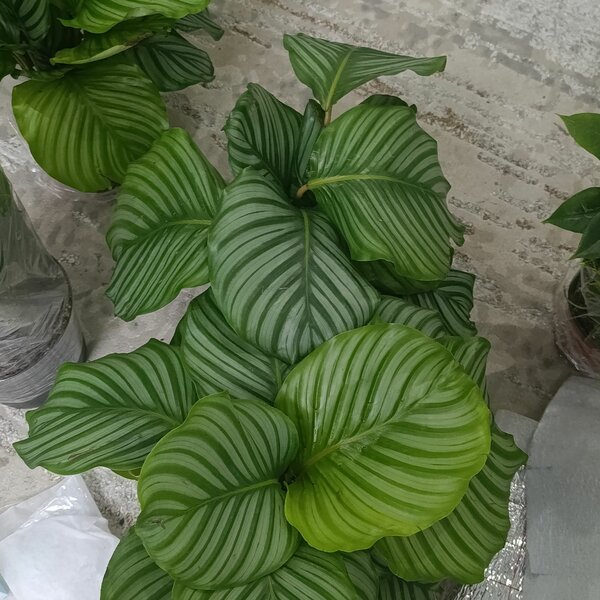 Калатея и хамидария