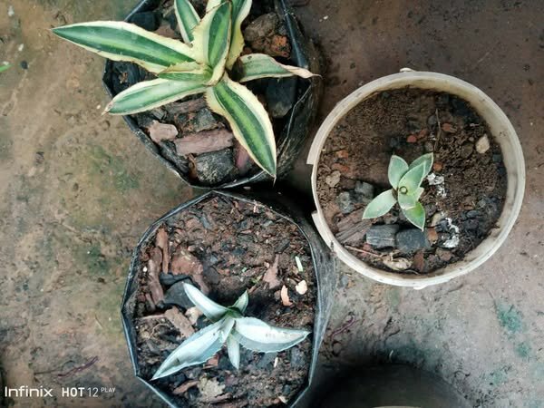 plantes vertes d'intérieur