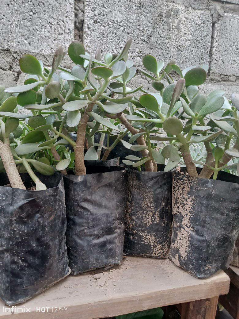 plantes vertes d'intérieur