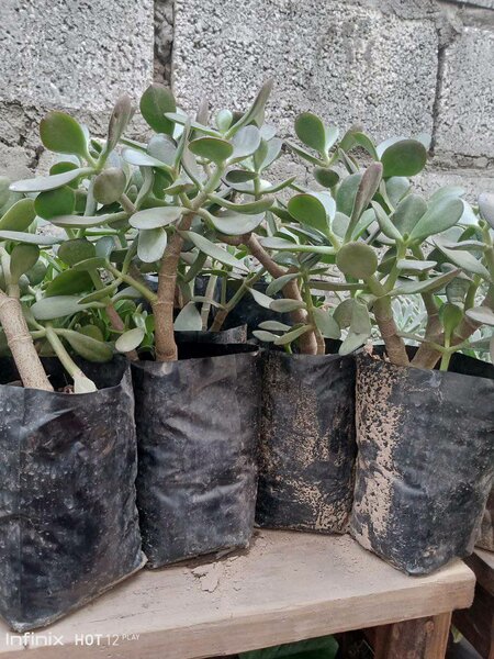 plantes vertes d'intérieur