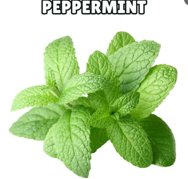 Peppermint Seeds