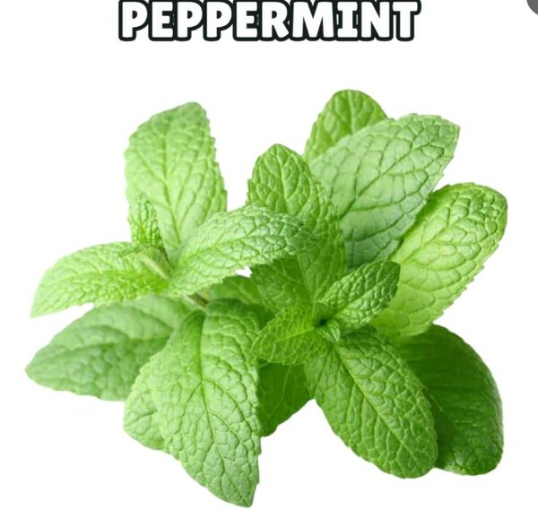 Peppermint Seeds