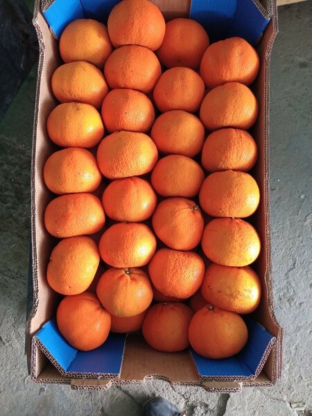 Fruits frais assortis