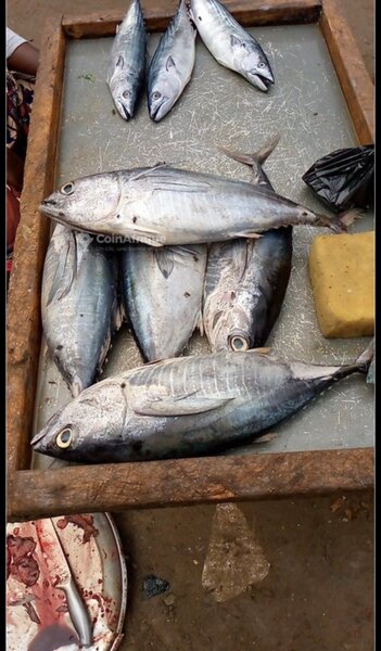 Poissons Frais et Tilapia