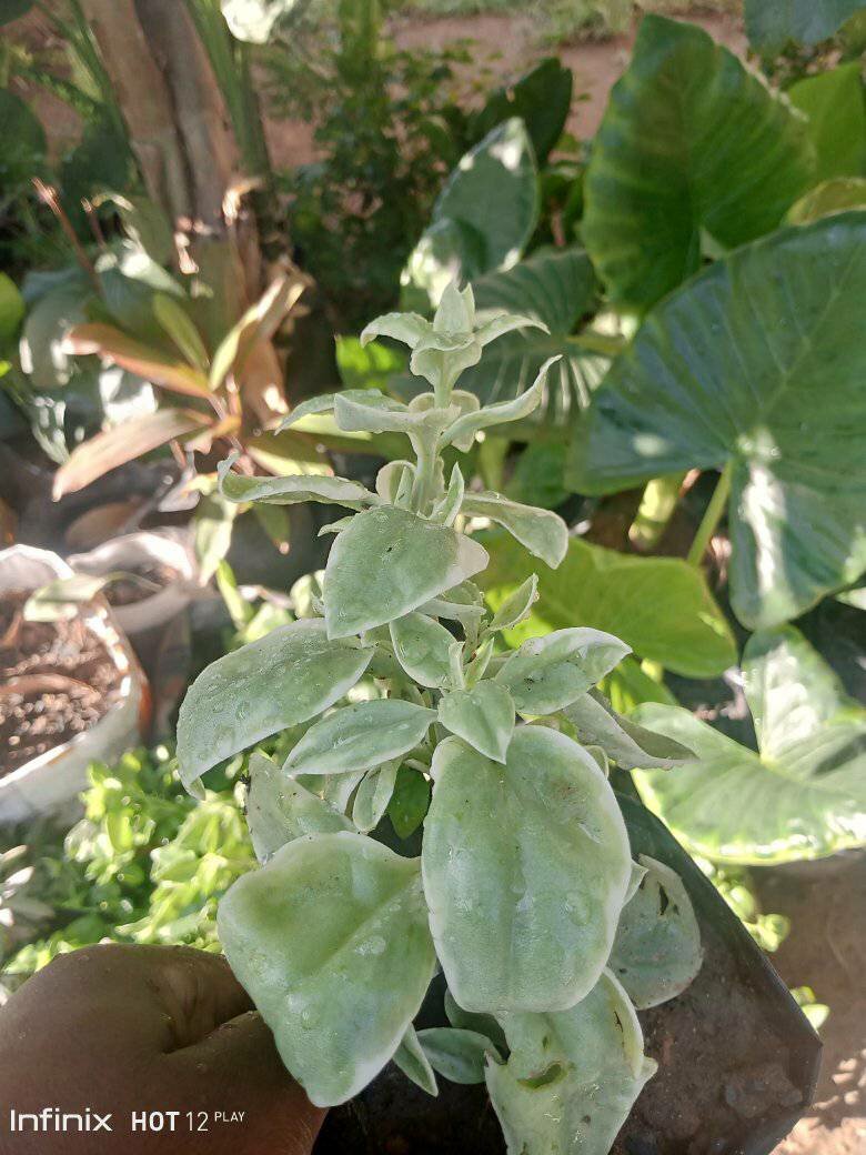 plantes vertes d'intérieur