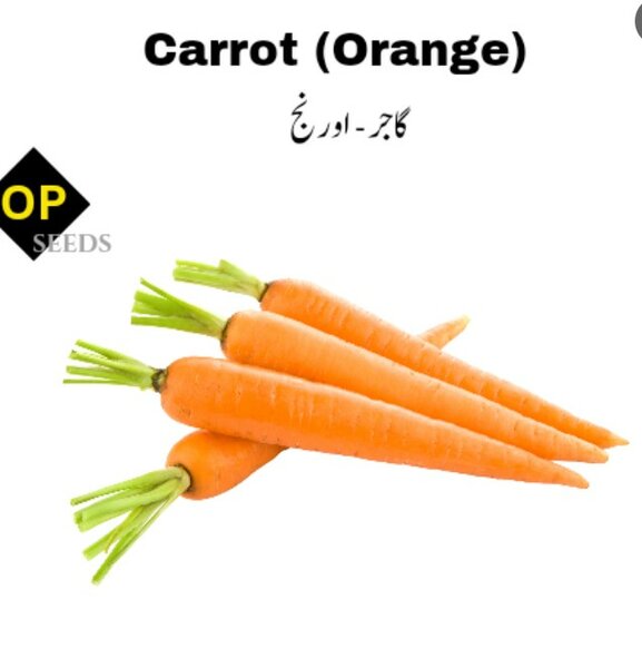 Carrot Orange Seeds گاجر اورنج