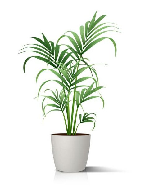 House beautiful plant