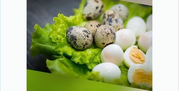 Œufs de caille frais et nutritifs