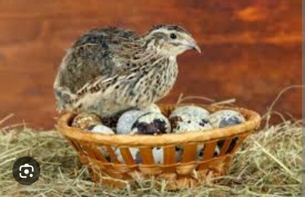 Cailles fraîche qualité premium