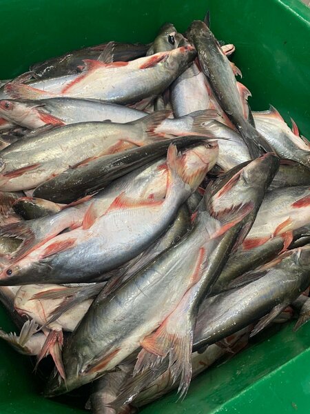 Poisson pangasus (moichoiron)