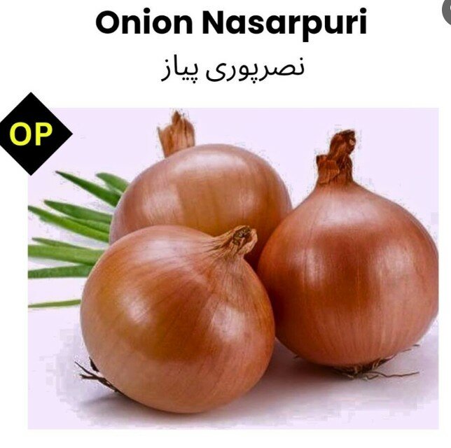Onion Nasarpuri Seeds