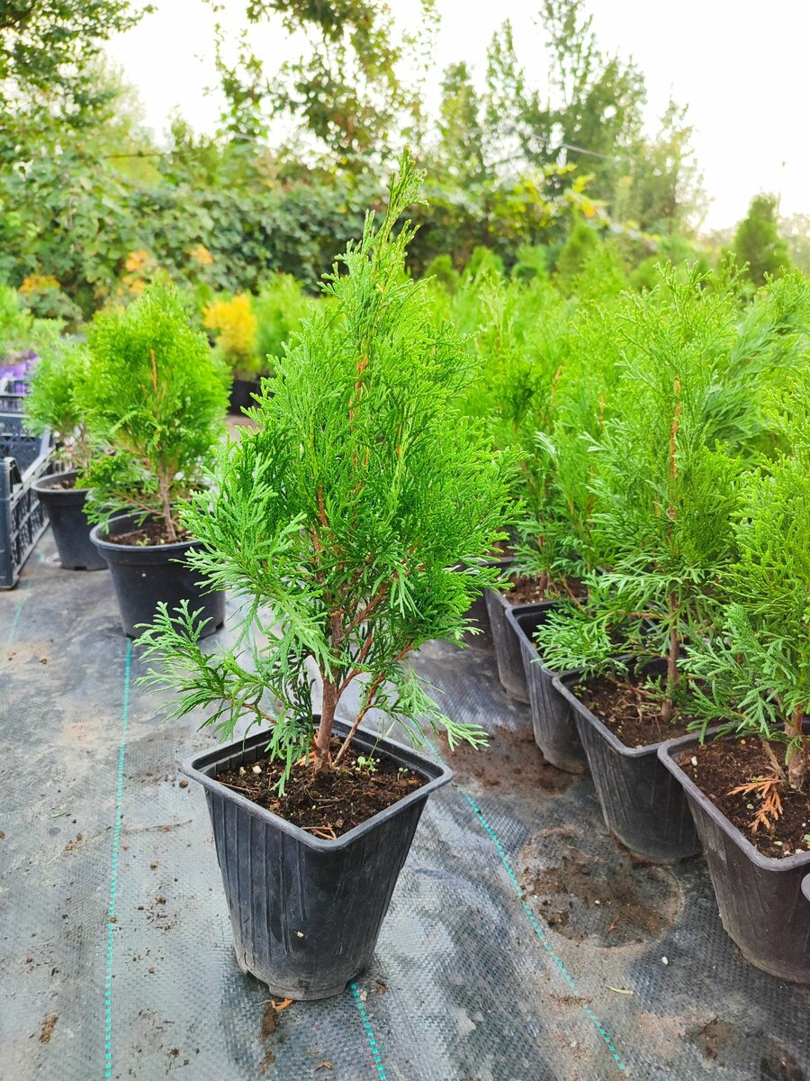 Туя западная смарагд