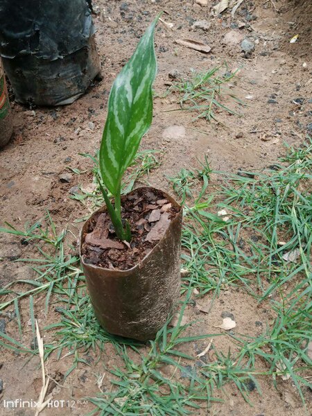 plantes vertes d'intérieur