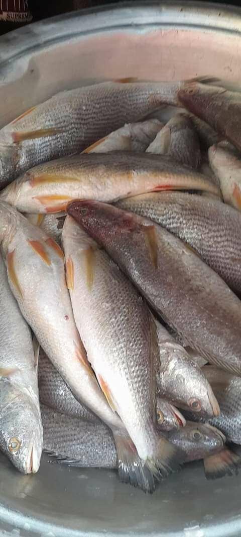 Sosso / Bare / Capitaine