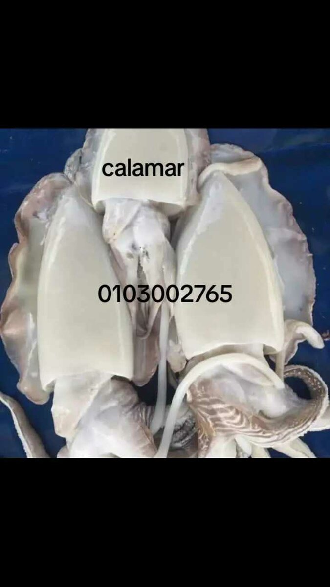 Calamar