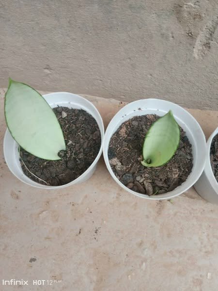 plantes vertes d'intérieur