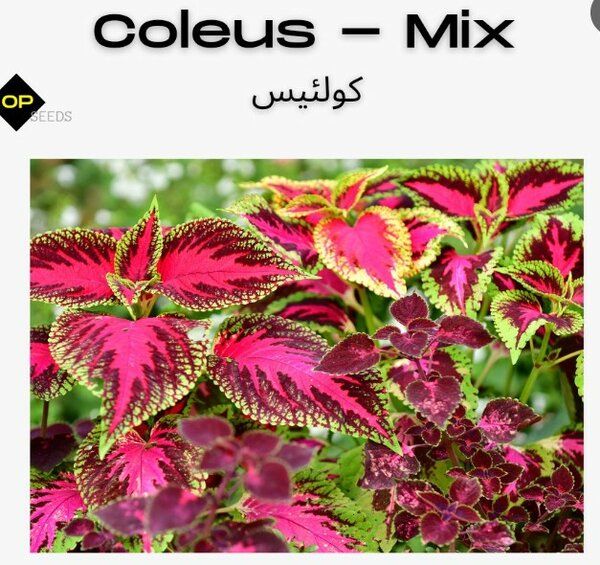 Coleus – Rainbow Mix