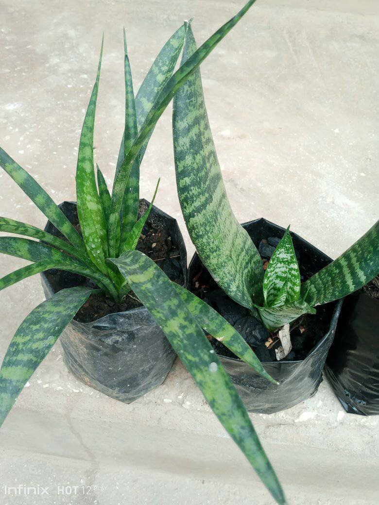 plantes vertes d'intérieur