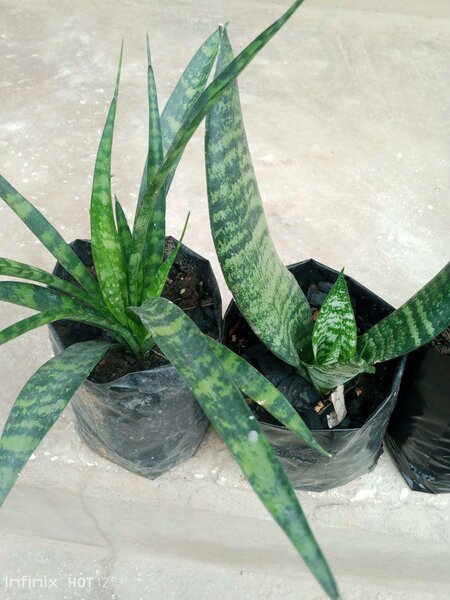 plantes vertes d'intérieur