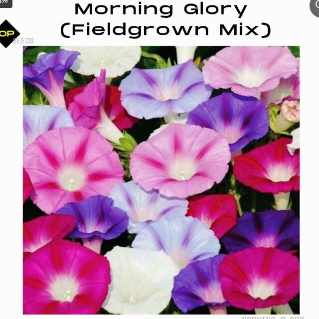 Morning Glory – Fieldgrown Mix