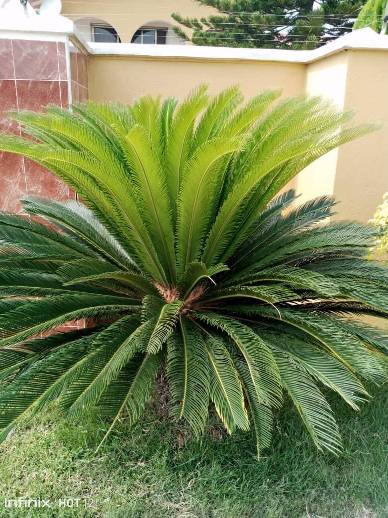 Cycus  palm plant