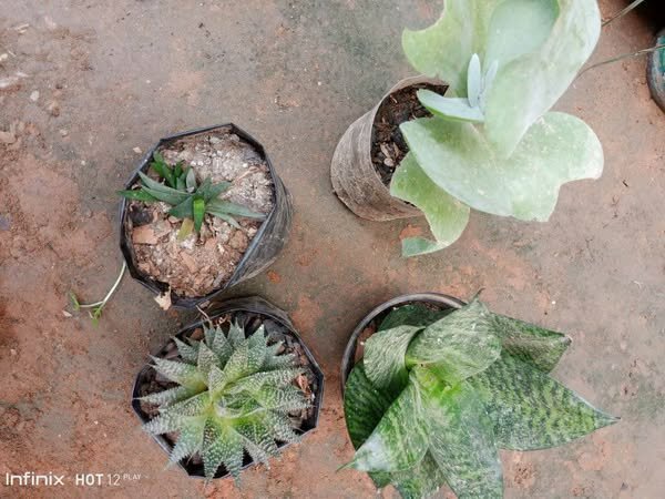 plantes vertes d'intérieur