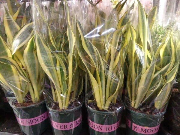 Женское счастье