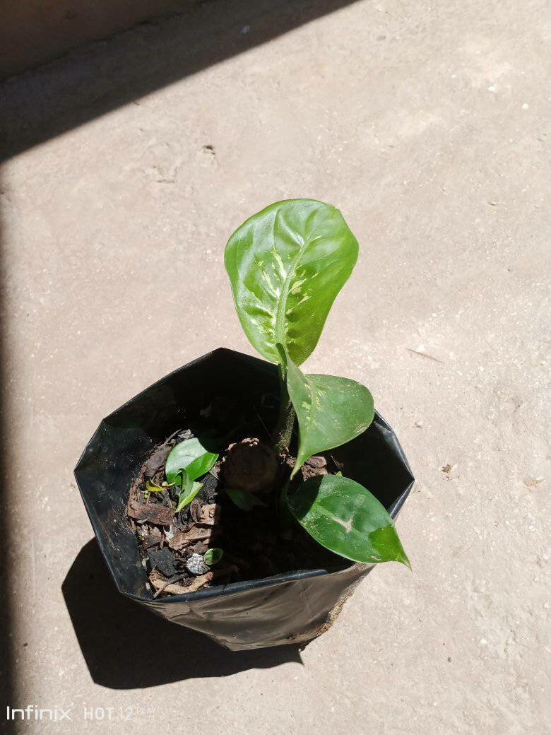 plantes vertes d'intérieur