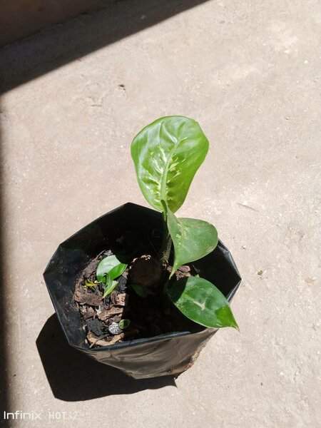 plantes vertes d'intérieur