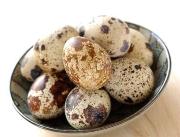 Œufs de caille frais