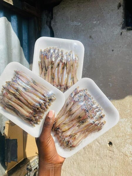 Dry fish Fresh kapenta and kapenta