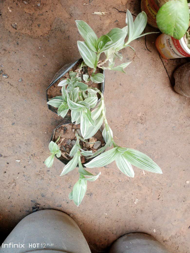 plantes vertes d'intérieur