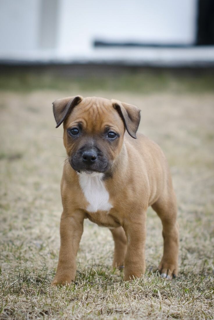 Chiots Pitbull x Cane corso