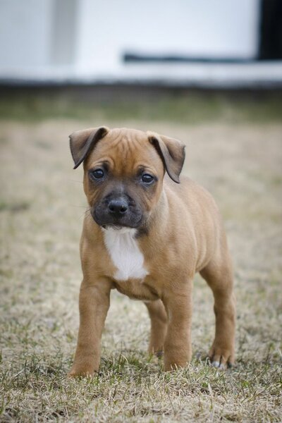 Chiots Pitbull x Cane corso