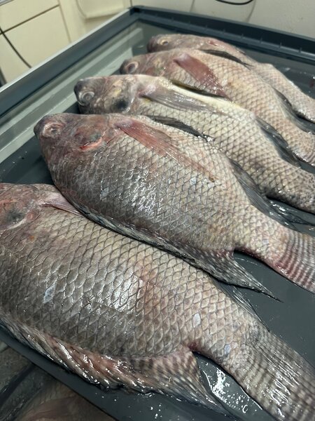 Carpes locales fraîches