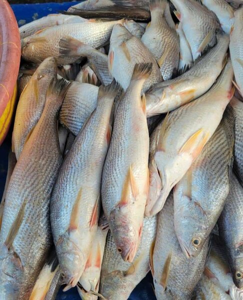 Poissons frais du marché