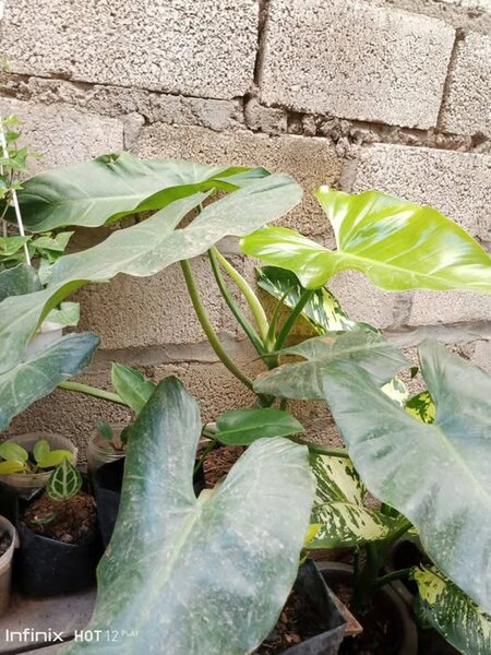 plantes vertes d'intérieur