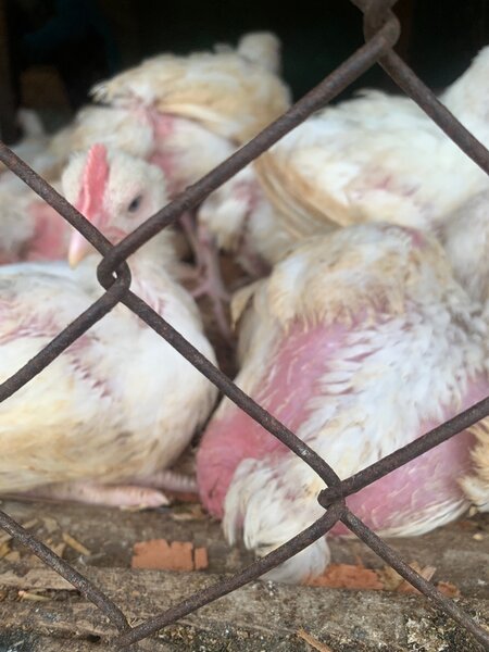 Poulet de chair et poudeuse