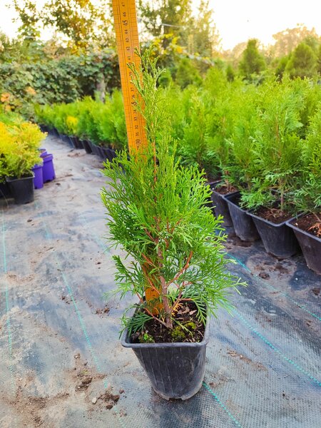 Туя западная смарагд