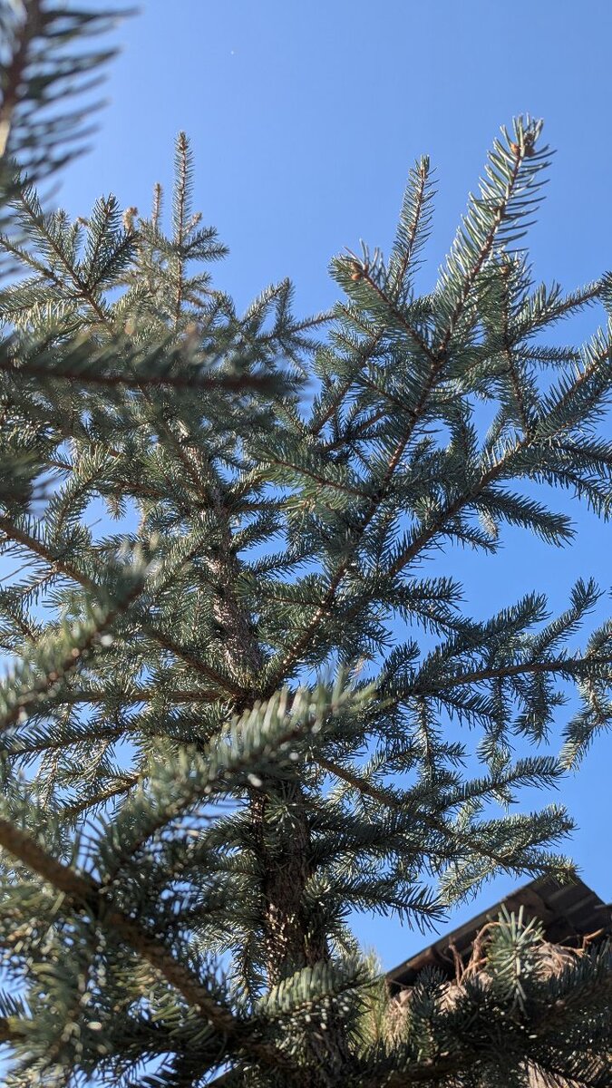 Ель Голубая колючая