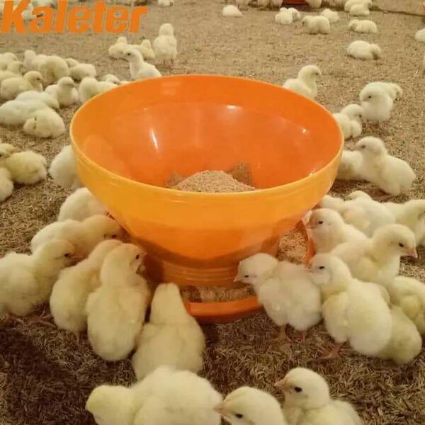 Mangeoire Poulet Jaune