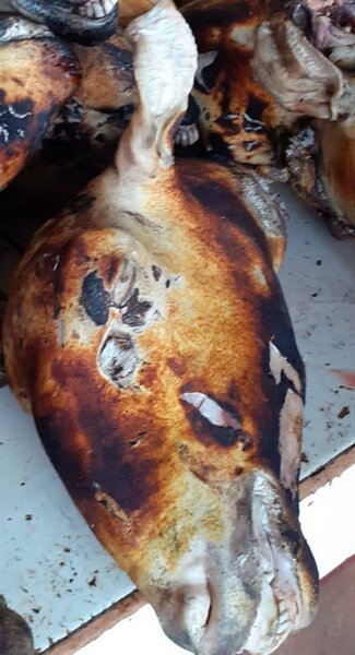 Une tete de mouton et les 4 pa