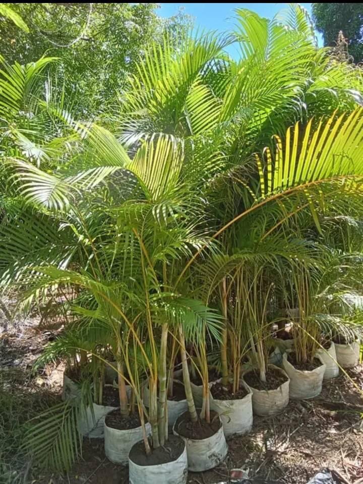 Cane Palm( Butterfly Palm)