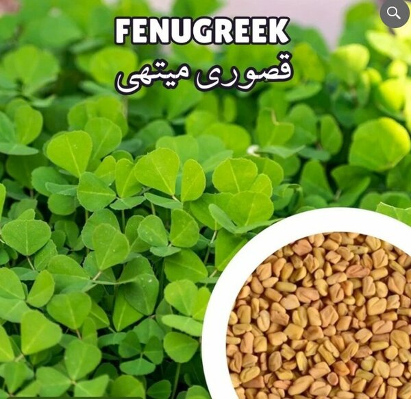 Fenugreek (Kasuri Methi)