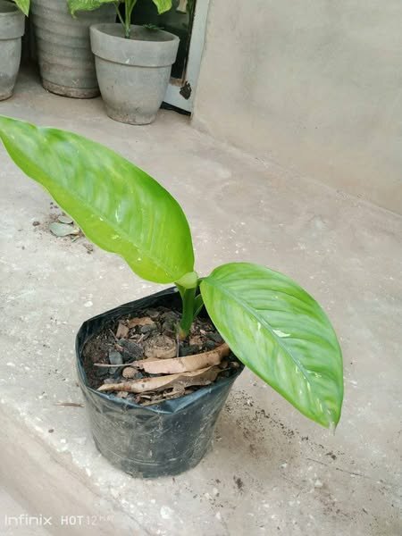 plantes vertes d'intérieur