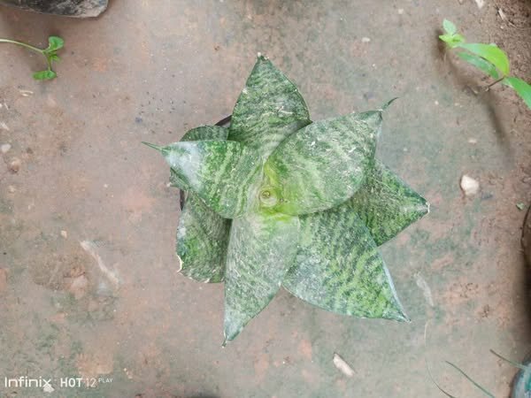 plantes vertes d'intérieur
