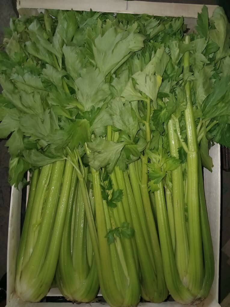 Céleri Frais Croquant 10kg